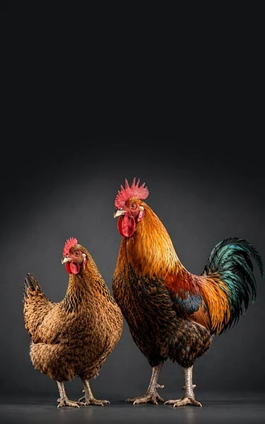 Optimize Flock Performance